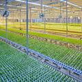 Food Security & Sustainable Agriculture