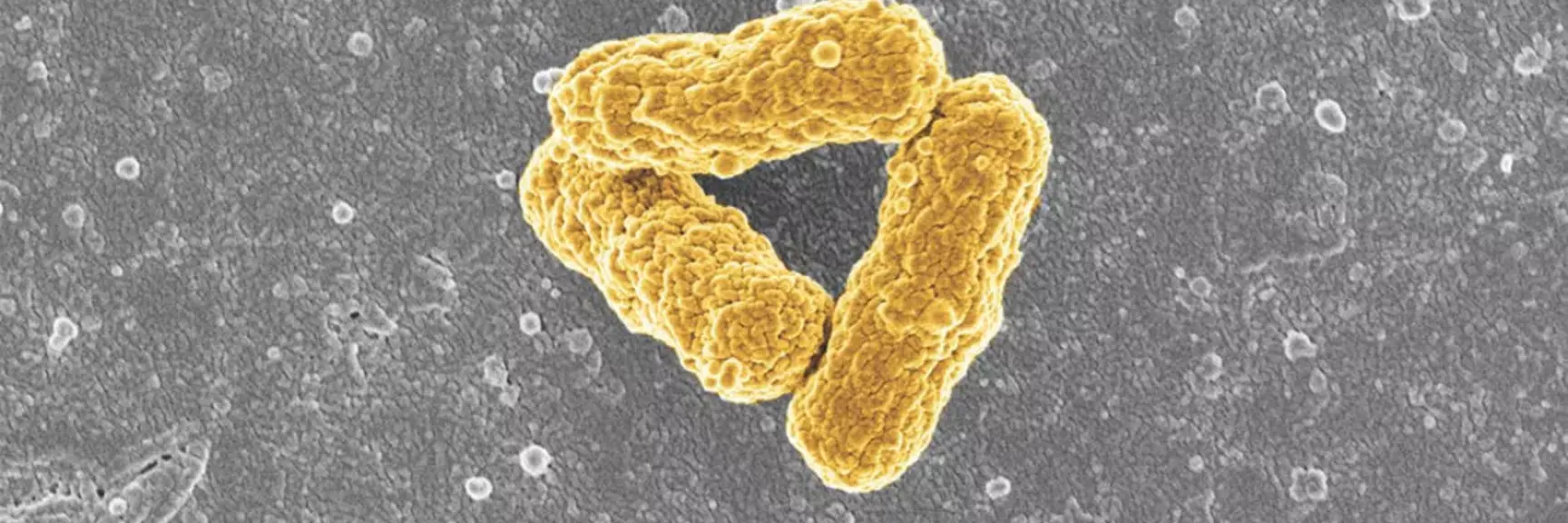 synthetic_bacteria